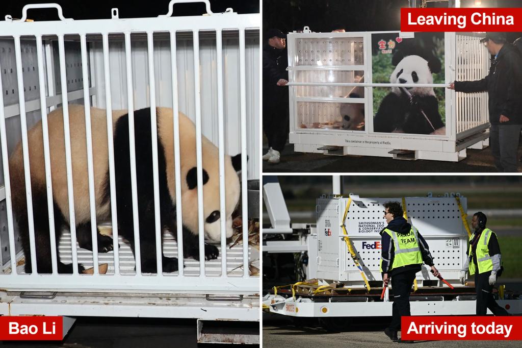 New pandas arrive within the US. Subsequent cease is the Nationwide Zoo