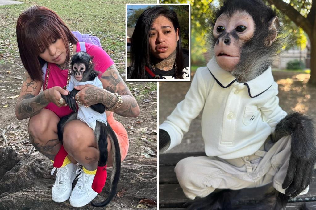 Influencer charged with DUI fights to get again her pet monkey — who was discovered sick and malnourished