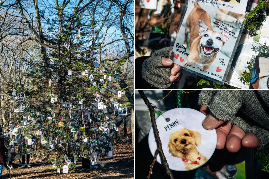 Secret Central Park tree honors NYC pets
