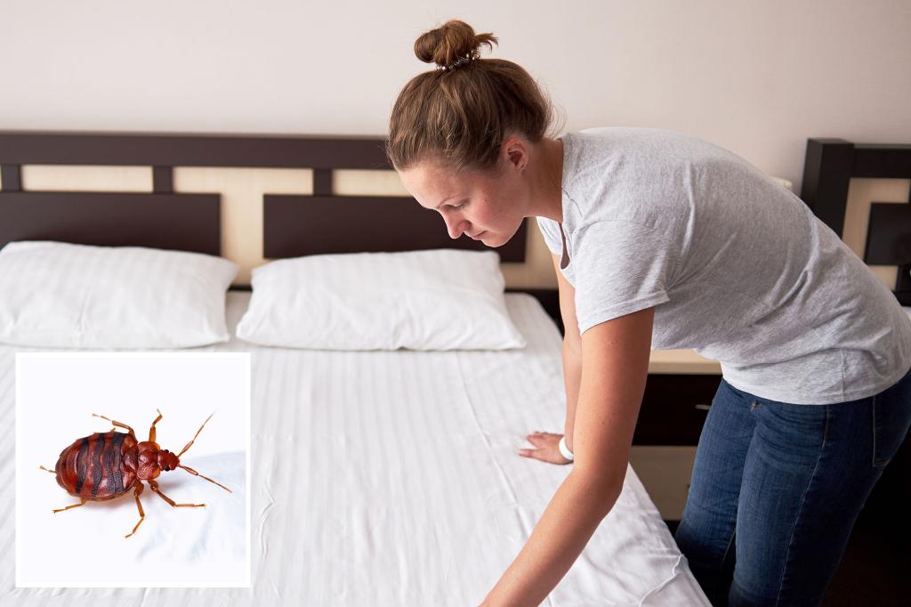 This ‘hitchhiking’ bug can journey on planes, comply with passengers dwelling: professional weighs in