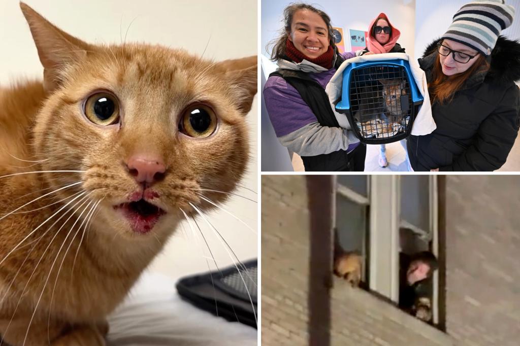 Cat survives 3-story fall from burning Midtown constructing, nonprofit elevating cash for pet’s surgical procedure: ‘A miracle cat’