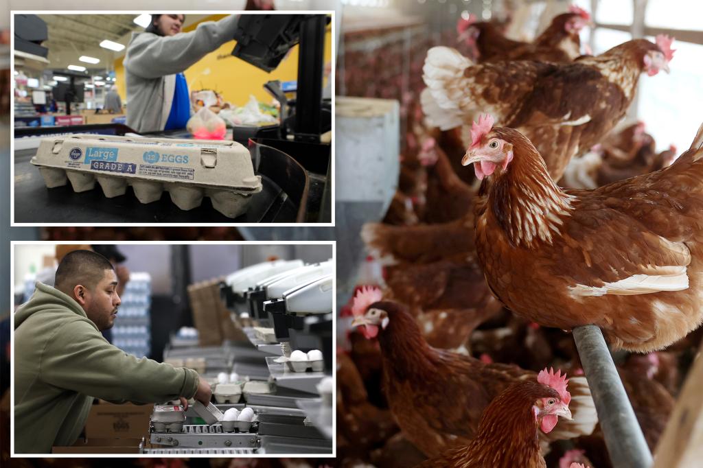 Egg producers accused of elevating costs to revenue on bird-flu mania