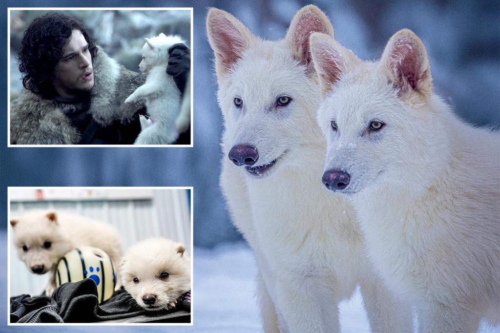 Dire wolf from ‘Sport of Thrones’ revived in ‘de-extinction’ venture