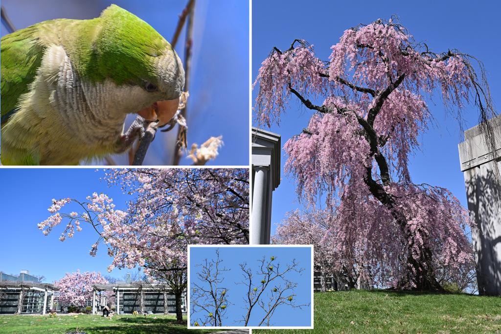 NYC’s Greenwood Cemetery has Cherry Blossom season secret weapon — wild, mysterious monk parakeets
