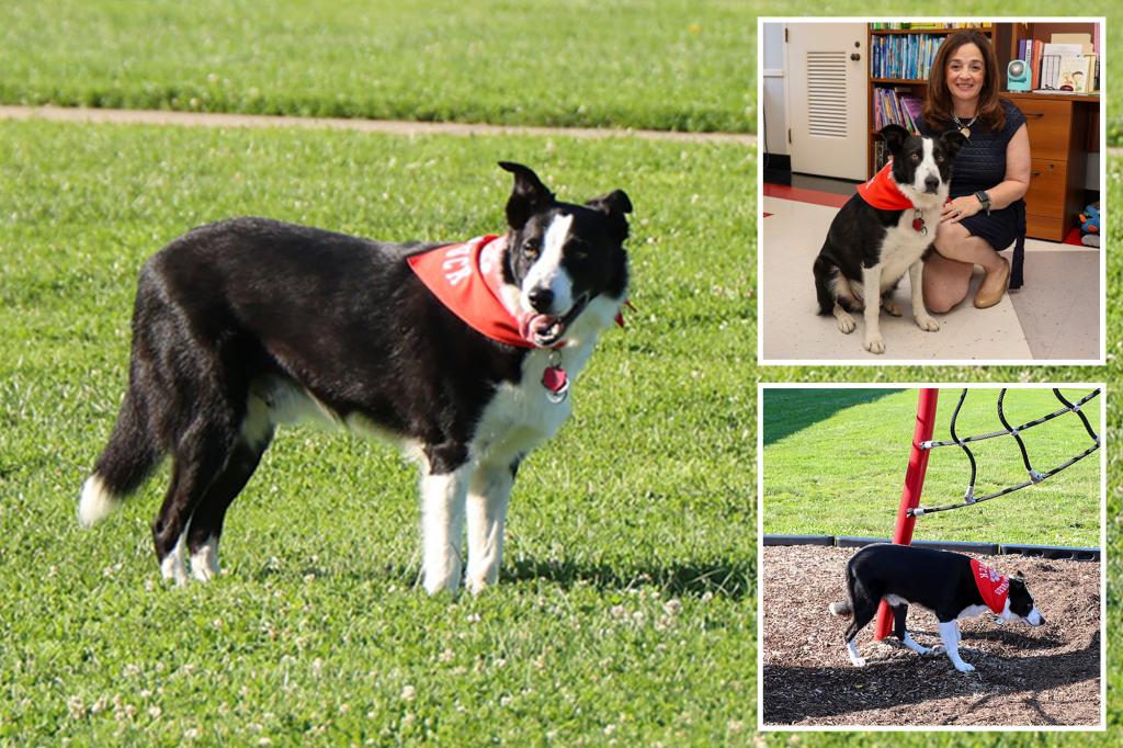 Lengthy Island college recruits lovely canine to battle goose poop