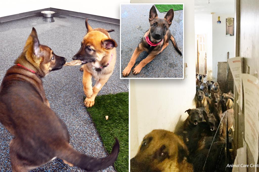 Rescued NYC Belgian Malinois puppies prepared for adoption