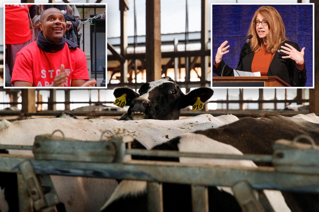 City NYS Dems need to restrict what number of cows dairy farms can personal in newest inexperienced push, sparking upstate-downstate beef