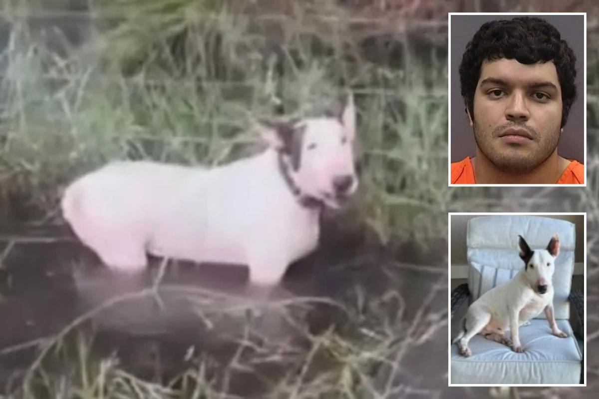 Florida man Giovanny Garcia accused of tying up, abandoning canine throughout Hurricane Milton cleared of fees — sparking outrage