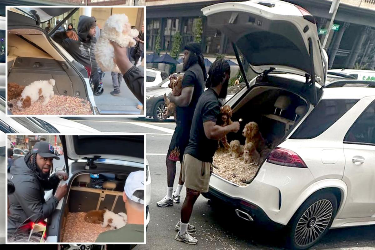 Shady NYC canine sellers illegally promoting puppies for hundreds of {dollars} out of automobile trunk