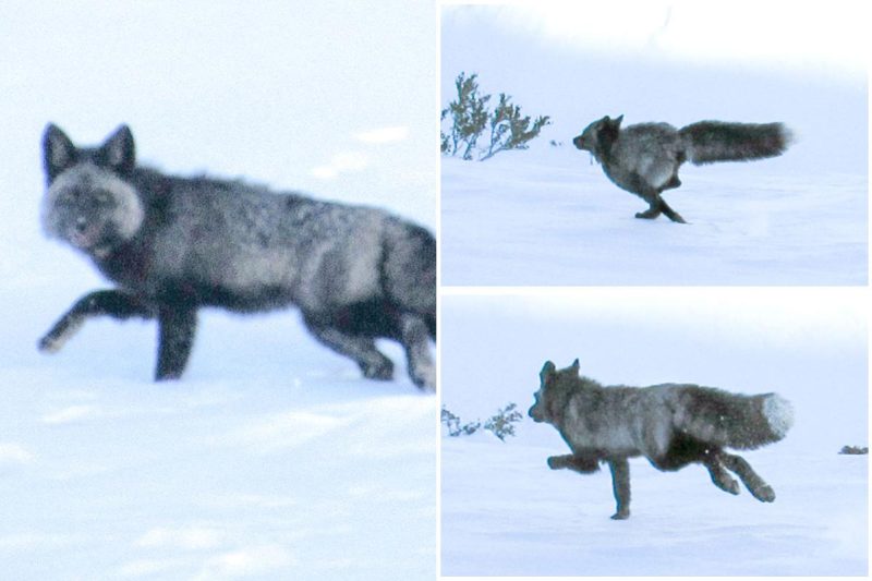Extremely elusive Sierra Nevada purple fox noticed for the primary time ever in CA mountains