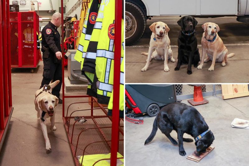 The elite Lengthy Island Okay-9 unit who’ve been busting perps since they had been pups