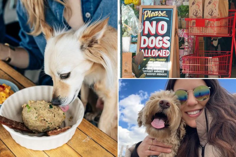 ‘Entitled’ canine house owners are bringing their pooches to bars, Botox appointments and eating places — and pissed-off New Yorkers have reached their breaking level: ‘What’s fallacious with you?’