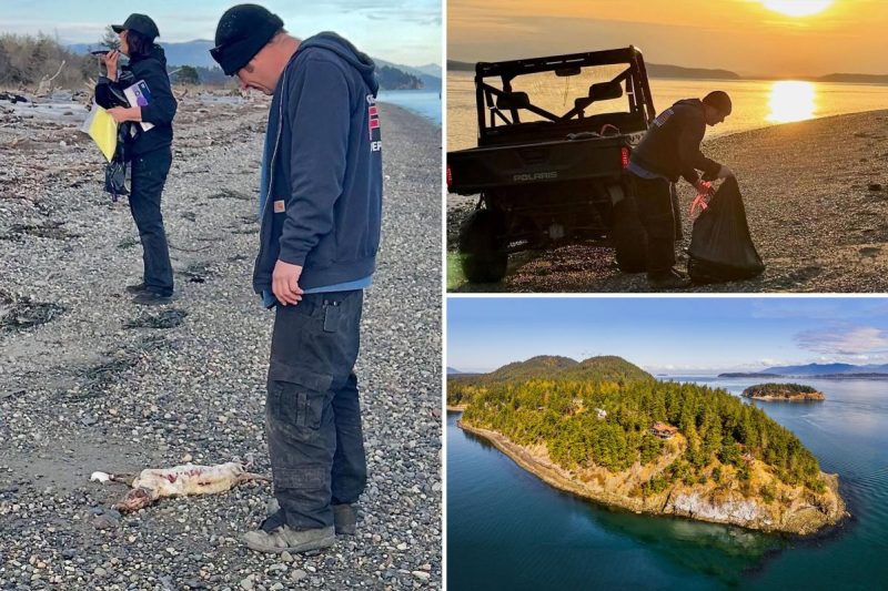 20 useless canines discovered washed ashore on Guemes Island in Washington State