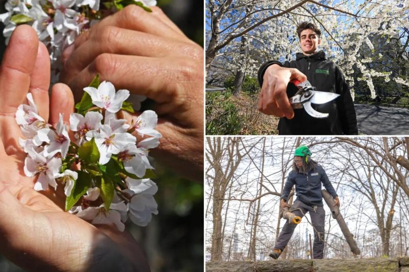 Central Park’s showstopping cherry blooms are having a ‘actually good’ season – due to record-setting snowfall